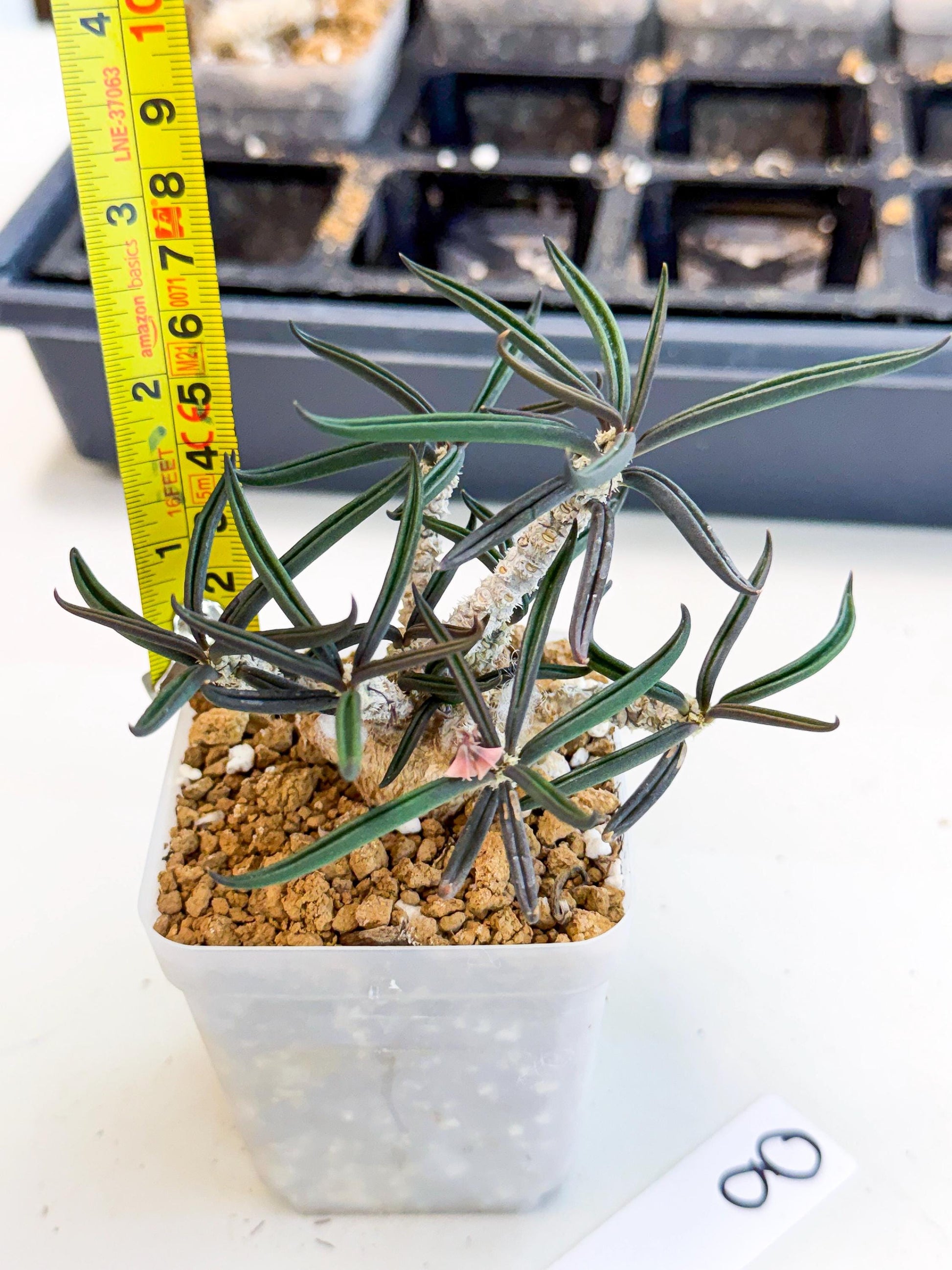 Rare Succulents (8) | Assorted Succulent | Indoor Cactus