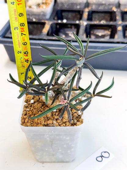 Rare Succulents (8) | Assorted Succulent | Indoor Cactus