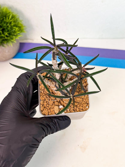 Rare Succulents (8) | Assorted Succulent | Indoor Cactus