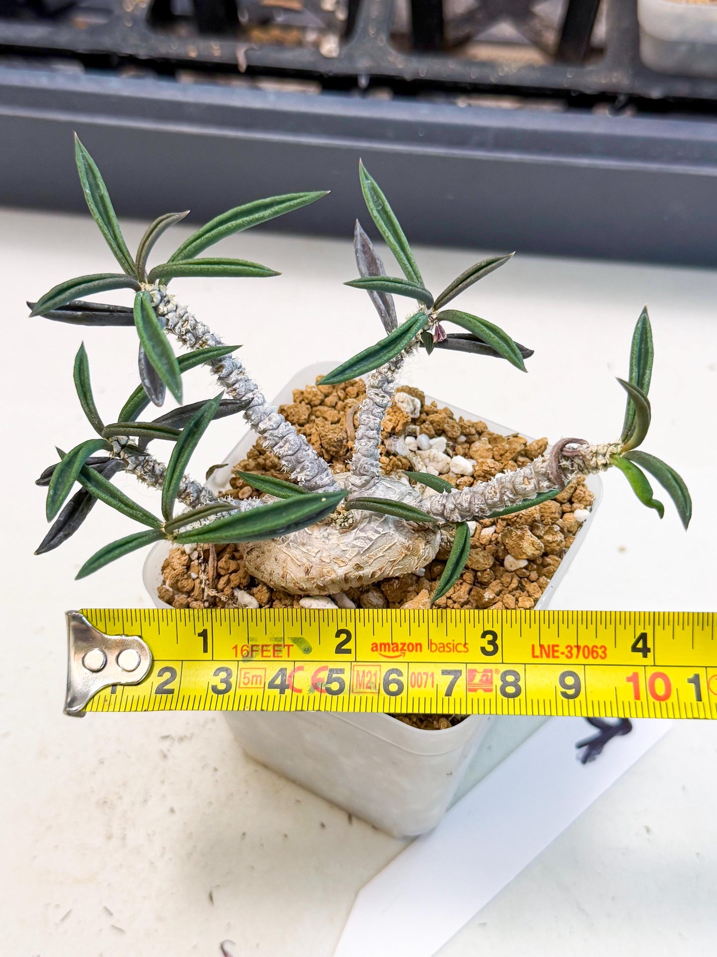 Rare Succulents (9) | Assorted Succulent | Indoor Cactus