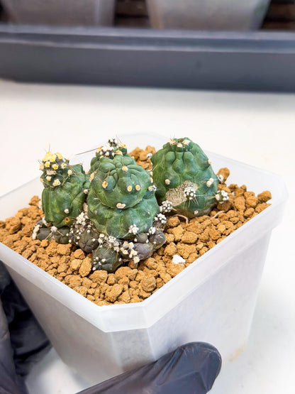 Shaferi Monstruosa (p) | Use Akadama to Root