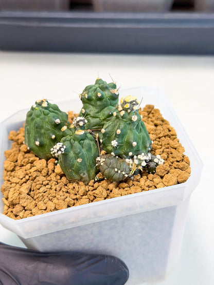 Shaferi Monstruosa (p) | Use Akadama to Root