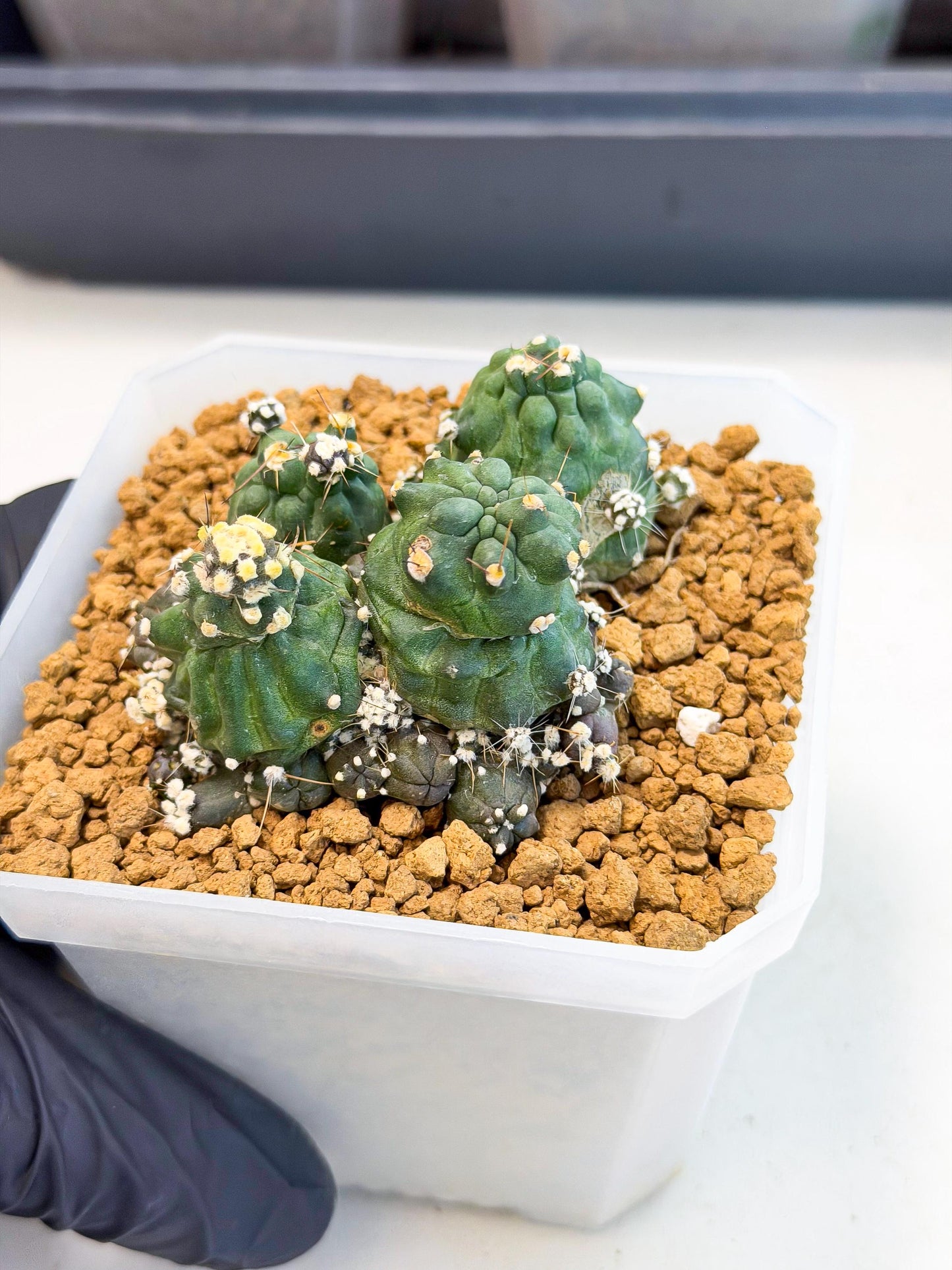 Shaferi Monstruosa (p) | Use Akadama to Root