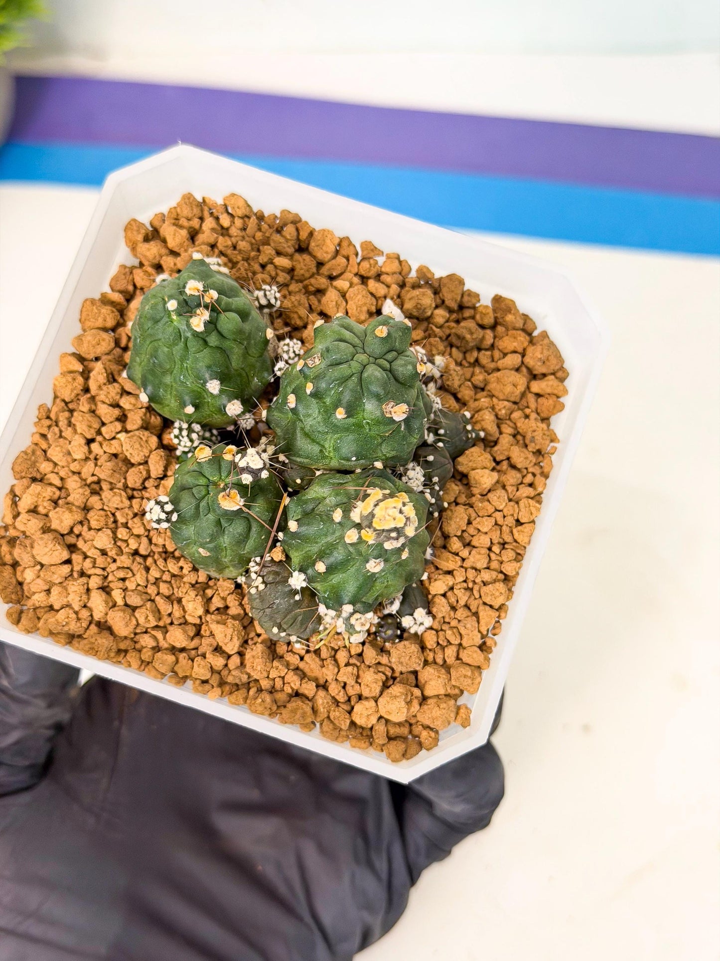 Shaferi Monstruosa (p) | Use Akadama to Root