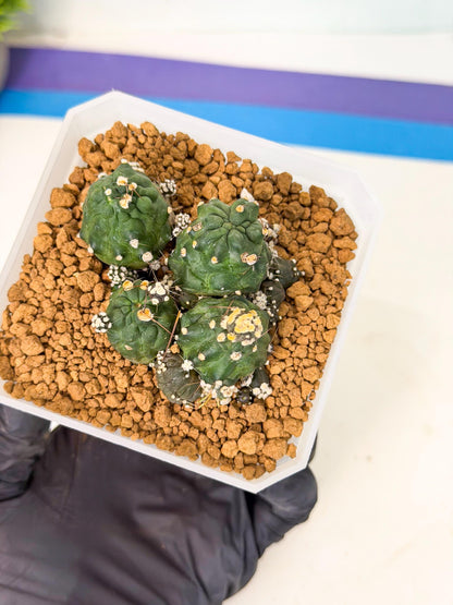 Shaferi Monstruosa (p) | Use Akadama to Root