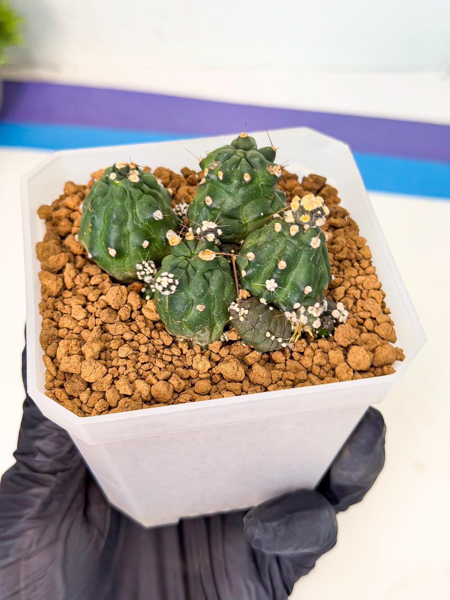 Shaferi Monstruosa (p) | Use Akadama to Root