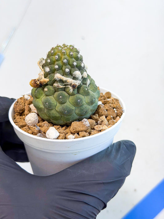 Copiapoa hypogaea (B) | Fully Rooted | Rare imported Cactus