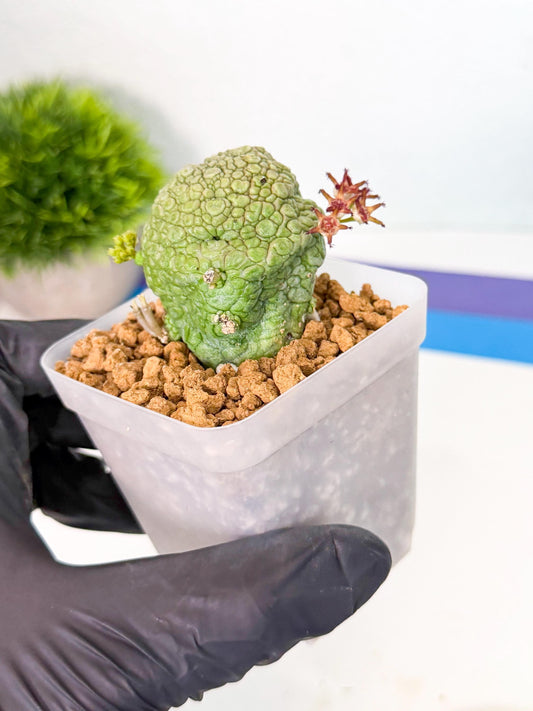 Pseudolithos Migiurtinus (1) | Rare Cactus