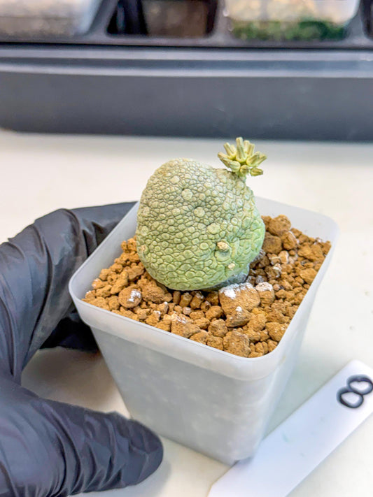 Pseudolithos Migiurtinus (8) | Rare Cactus