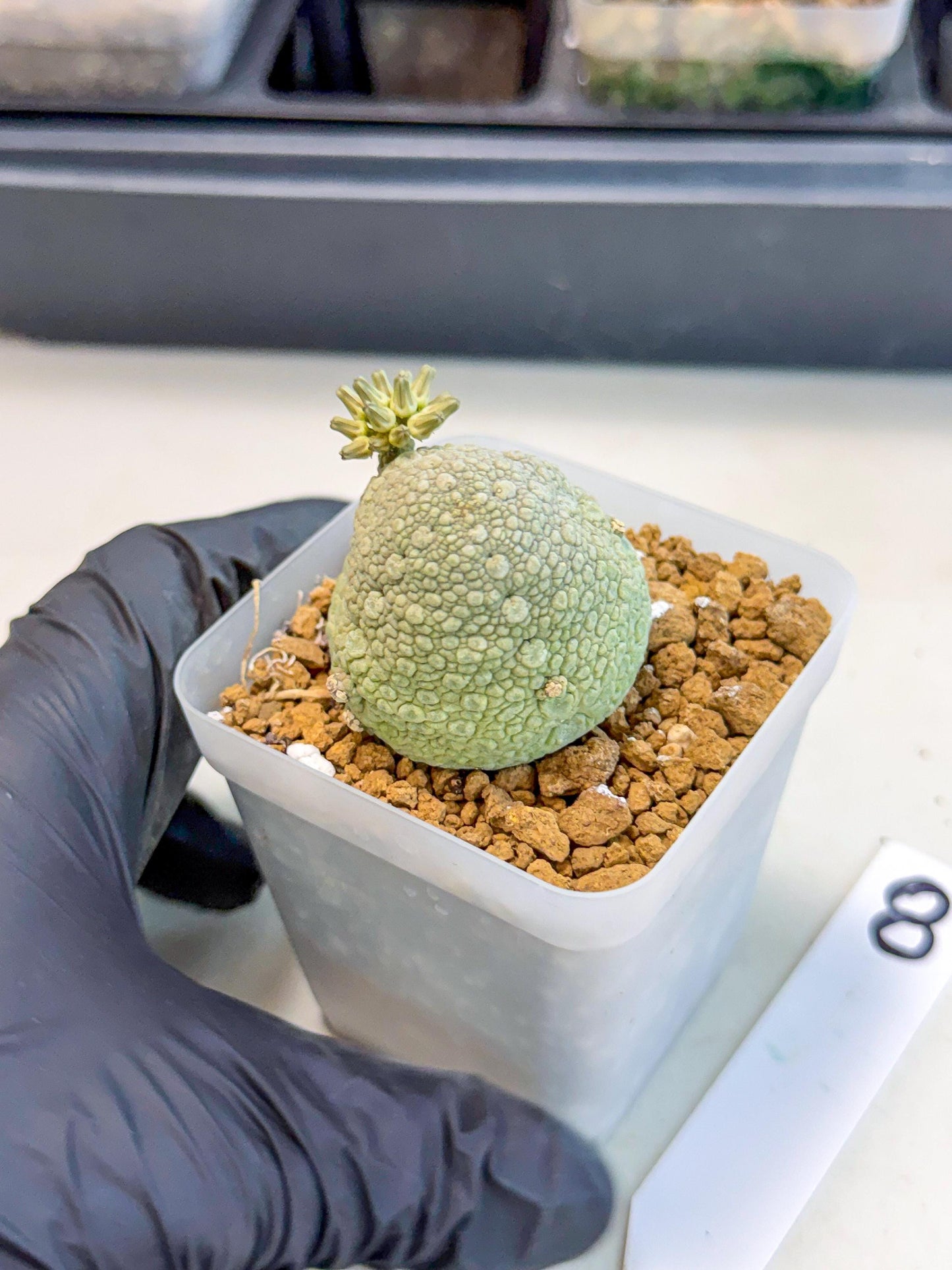 Pseudolithos Migiurtinus (8) | Rare Cactus