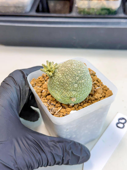 Pseudolithos Migiurtinus (8) | Rare Cactus