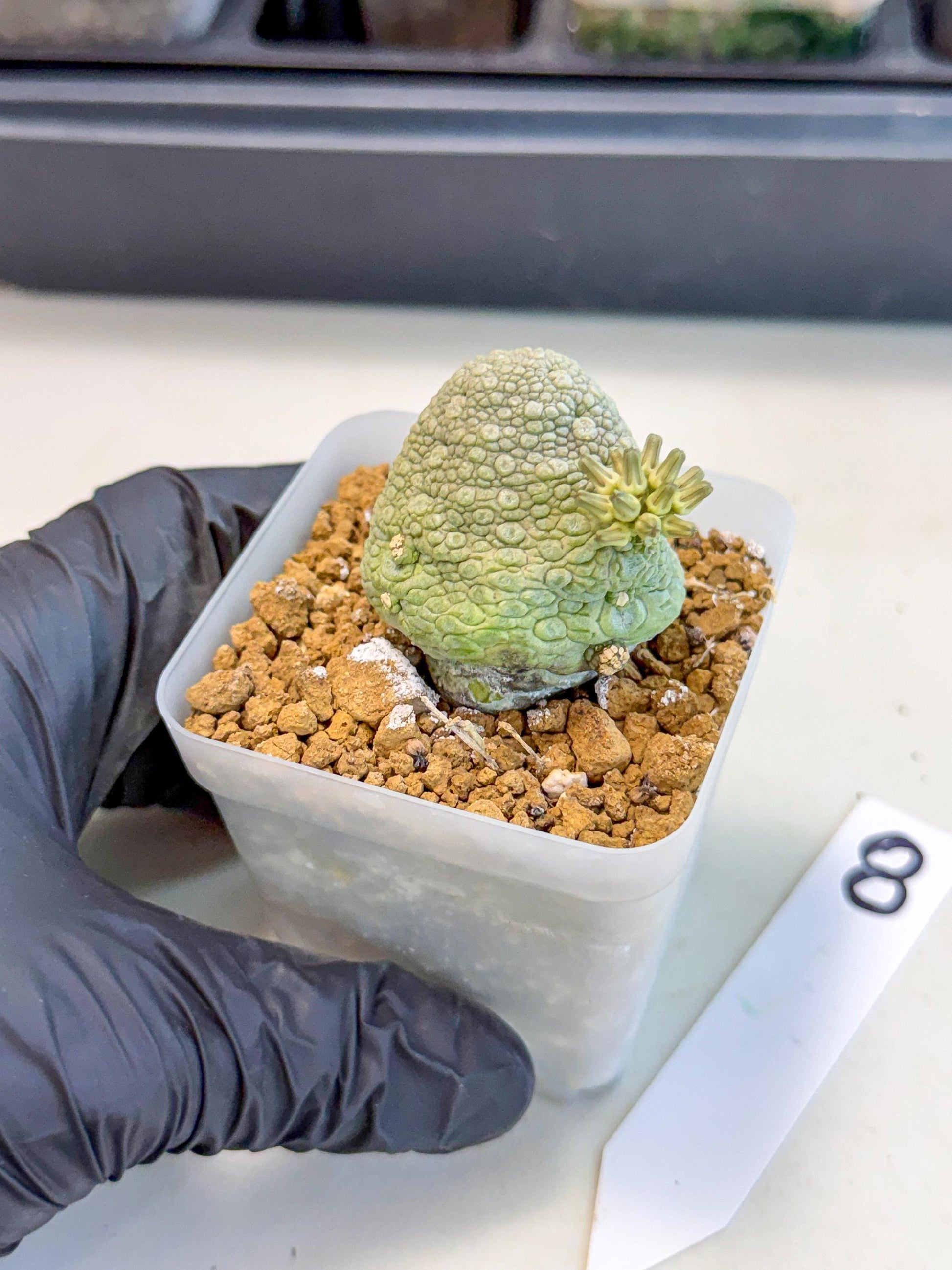 Pseudolithos Migiurtinus (8) | Rare Cactus
