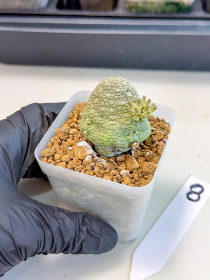 Pseudolithos Migiurtinus (8) | Rare Cactus