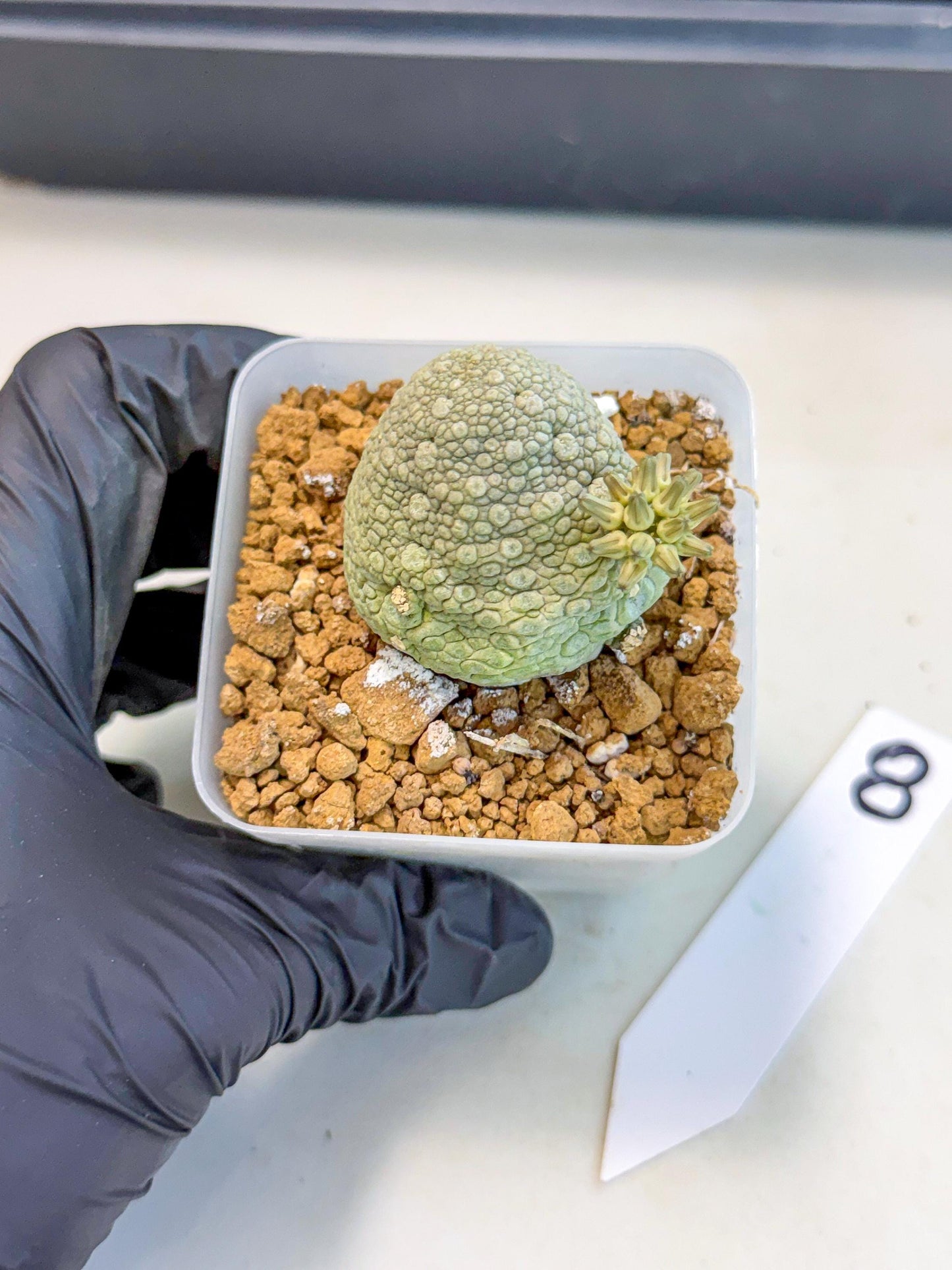 Pseudolithos Migiurtinus (8) | Rare Cactus