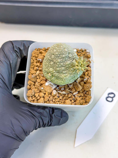 Pseudolithos Migiurtinus (8) | Rare Cactus