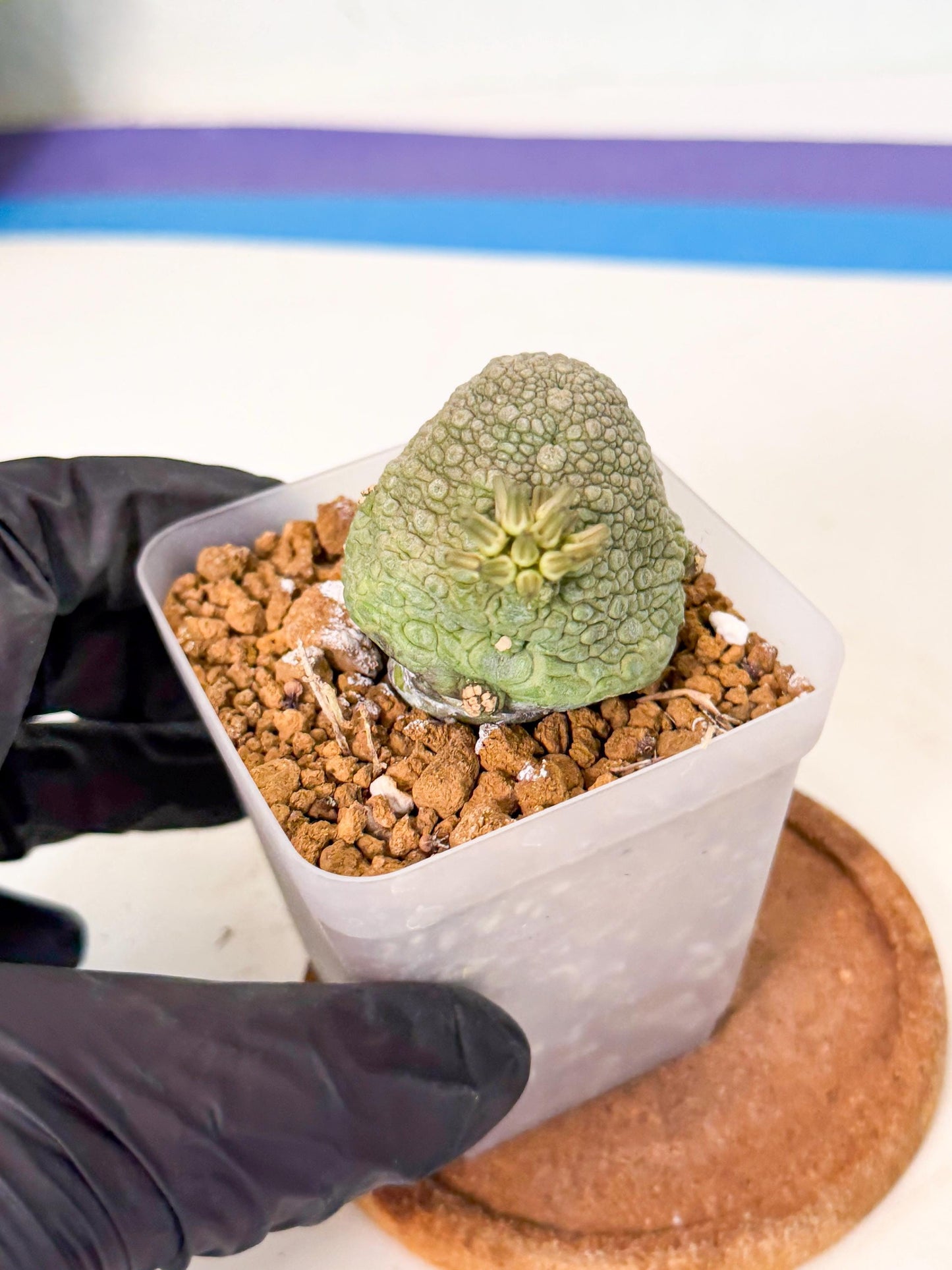 Pseudolithos Migiurtinus (8) | Rare Cactus