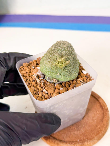 Pseudolithos Migiurtinus (8) | Rare Cactus