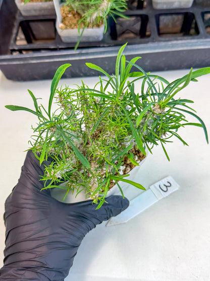 Euphorb Genoudiana (3) | imported Plants