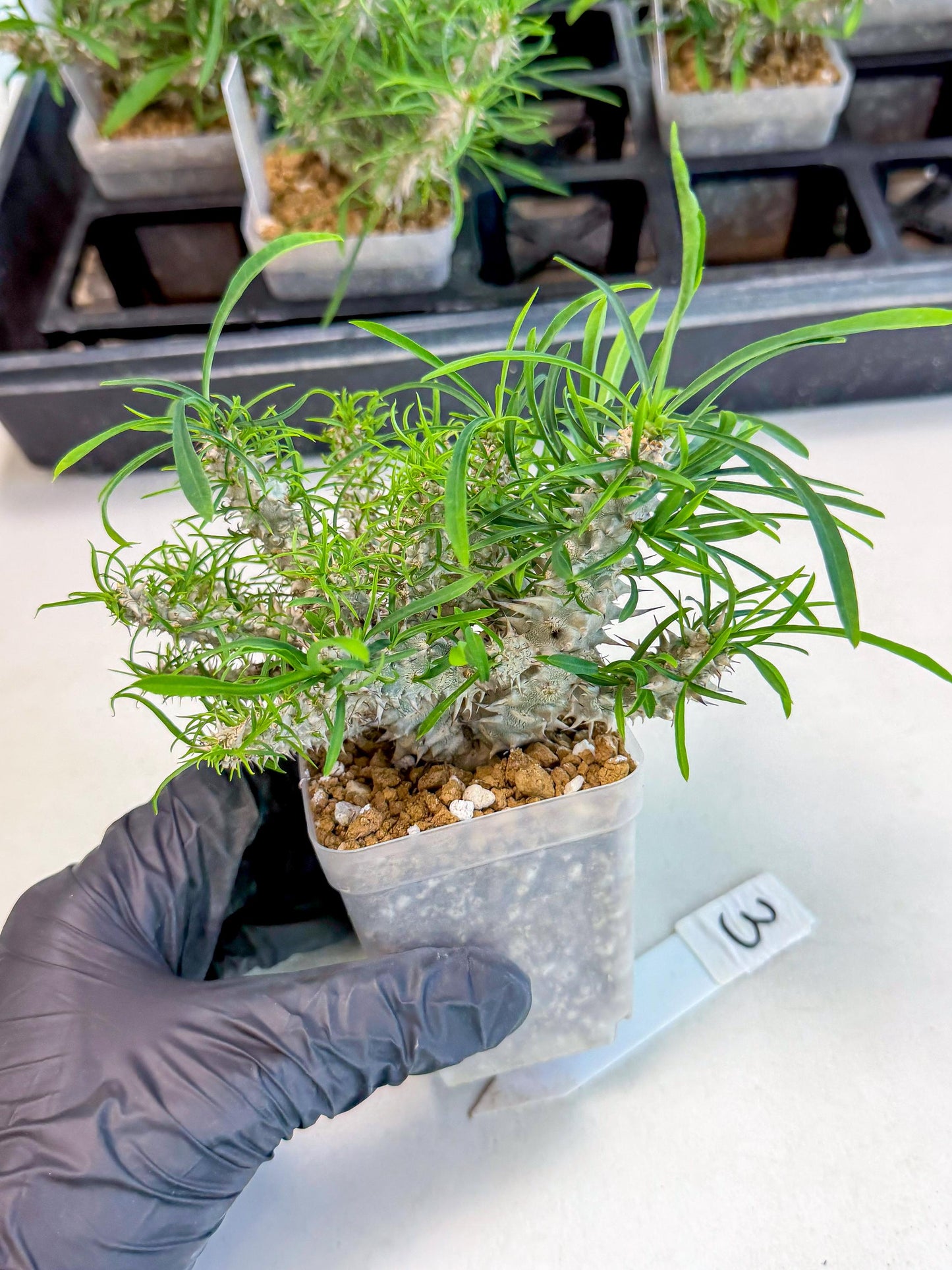 Euphorb Genoudiana (3) | imported Plants