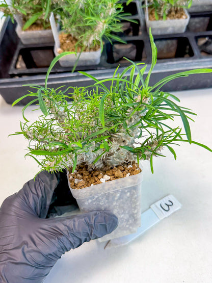 Euphorb Genoudiana (3) | imported Plants