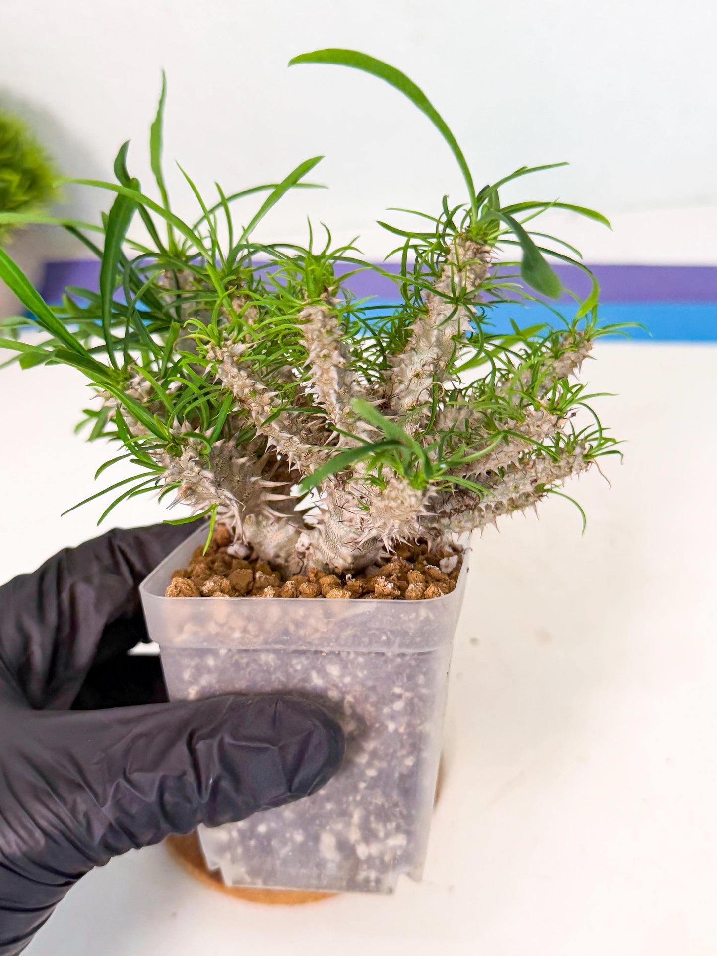 Euphorb Genoudiana (3) | imported Plants