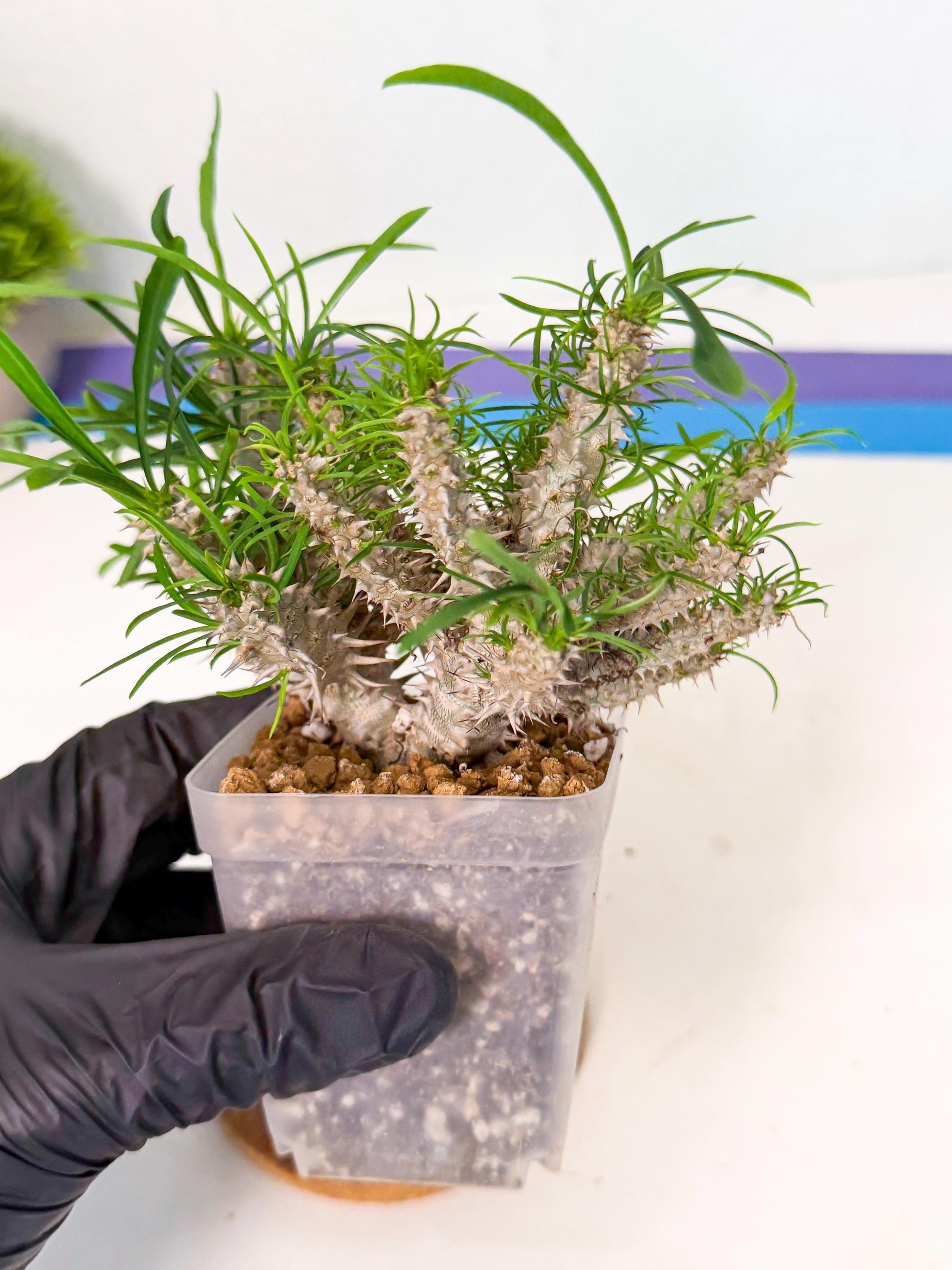 Euphorb Genoudiana (3) | imported Plants
