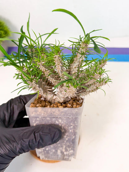 Euphorb Genoudiana (3) | imported Plants