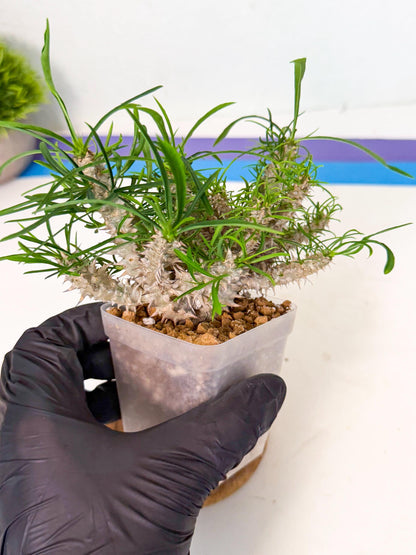 Euphorb Genoudiana (3) | imported Plants