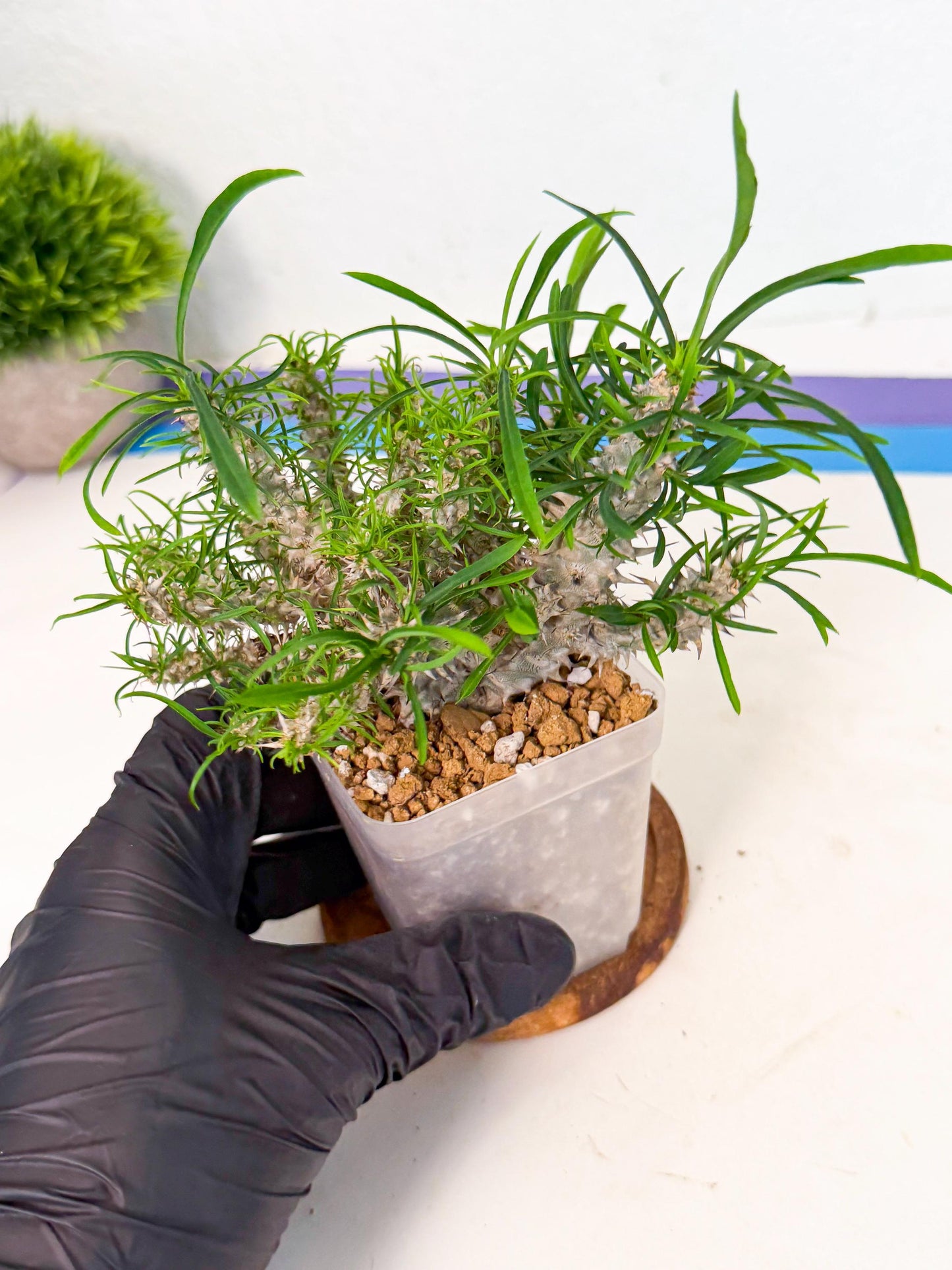 Euphorb Genoudiana (3) | imported Plants