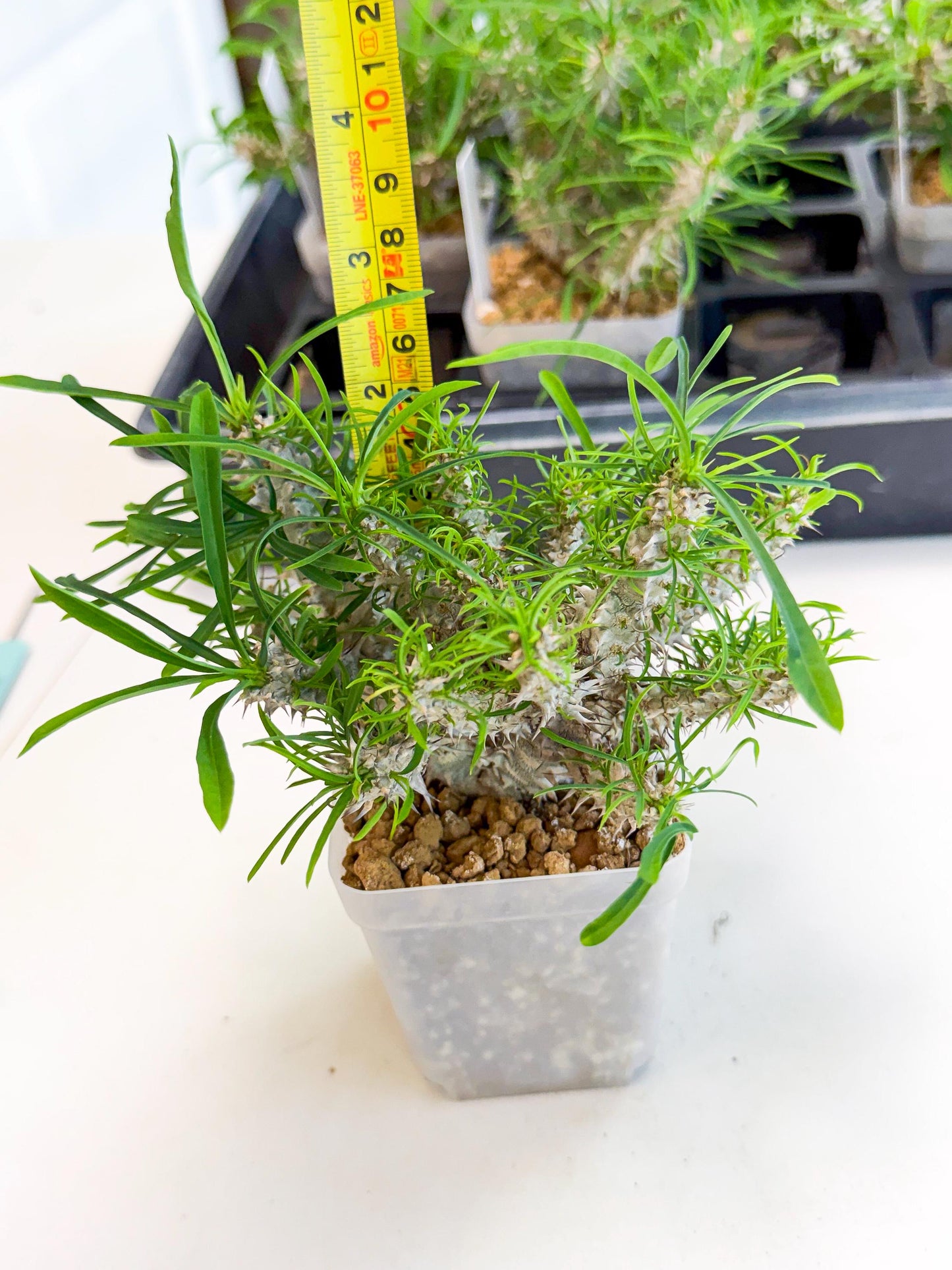 Euphorb Genoudiana (3) | imported Plants