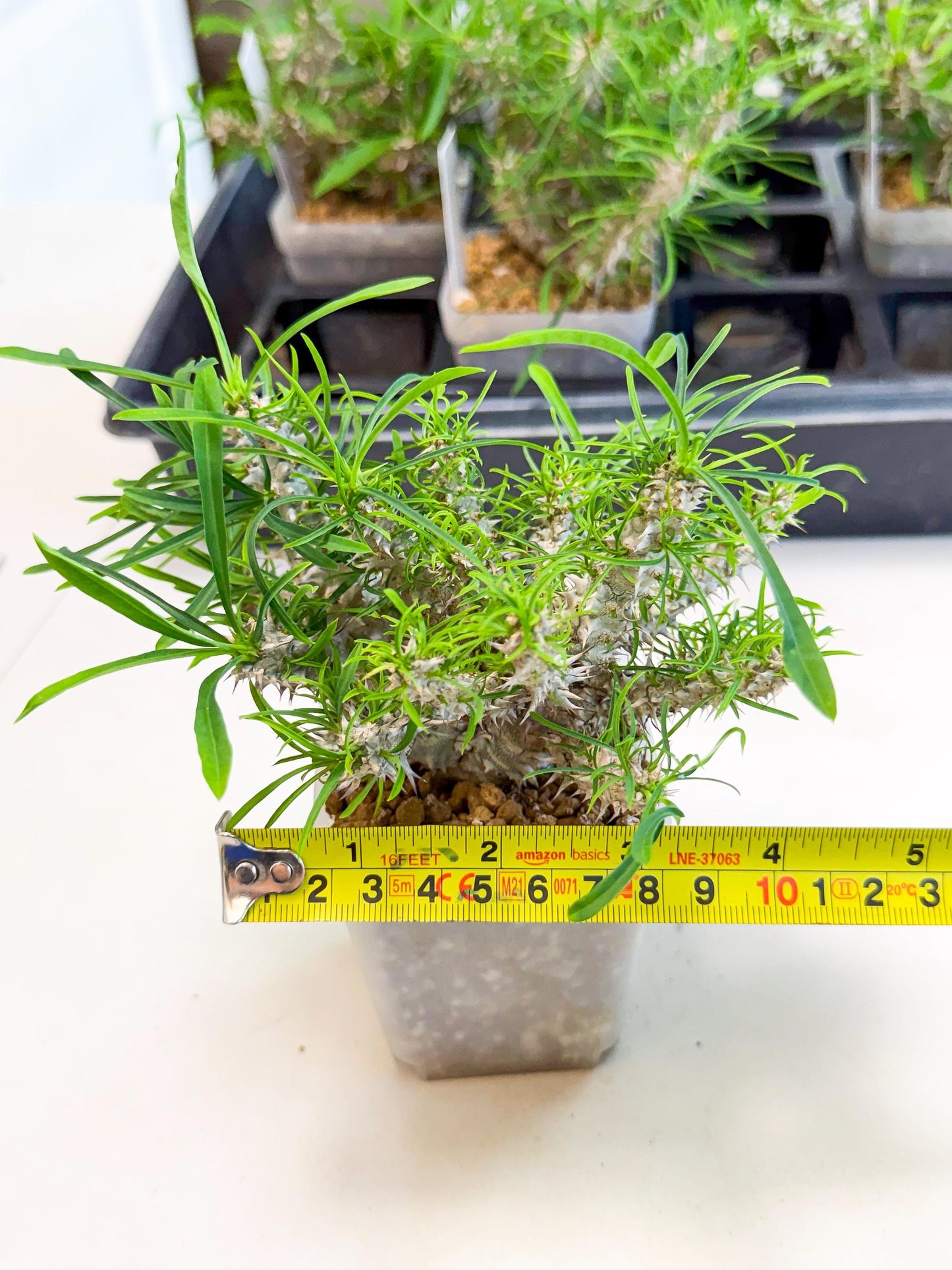 Euphorb Genoudiana (3) | imported Plants
