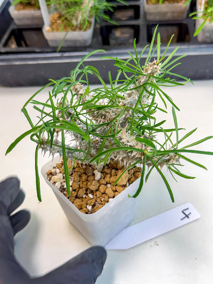 Euphorb Genoudiana (4) | imported Plants
