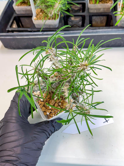 Euphorb Genoudiana (4) | imported Plants