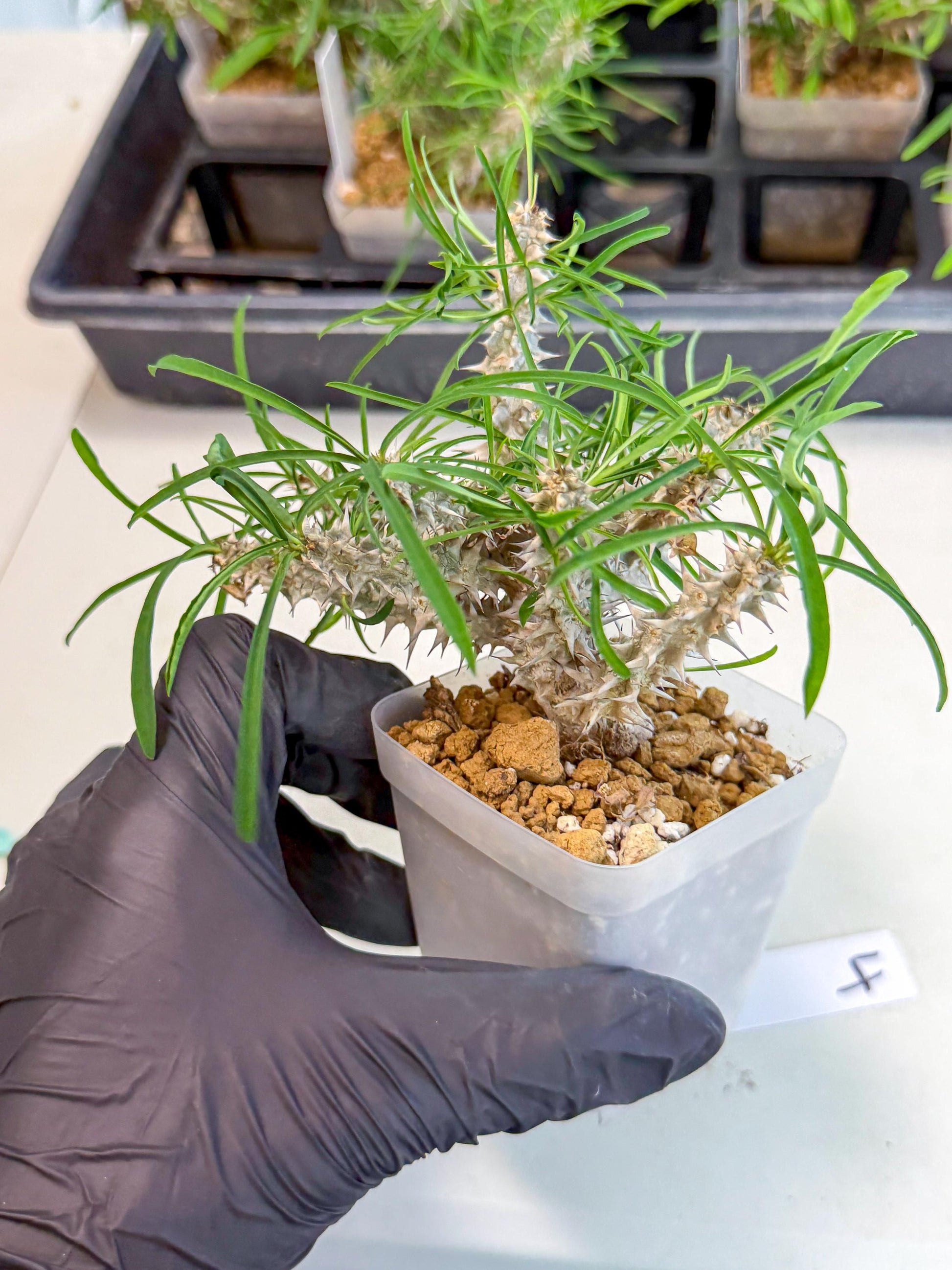 Euphorb Genoudiana (4) | imported Plants