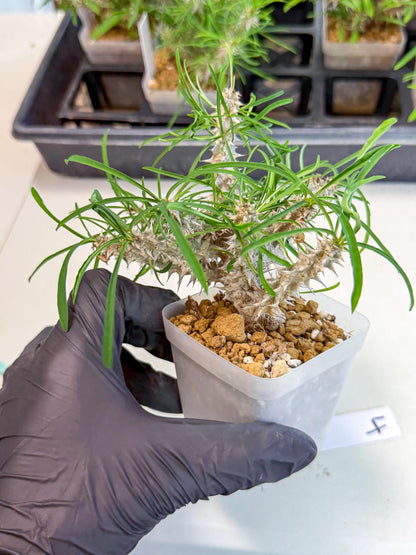 Euphorb Genoudiana (4) | imported Plants