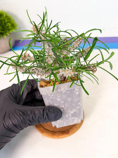 Euphorb Genoudiana (4) | imported Plants