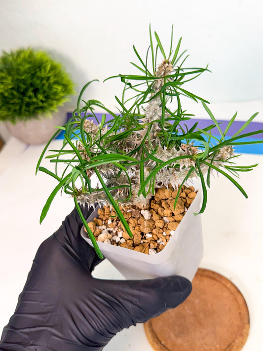 Euphorb Genoudiana (4) | imported Plants
