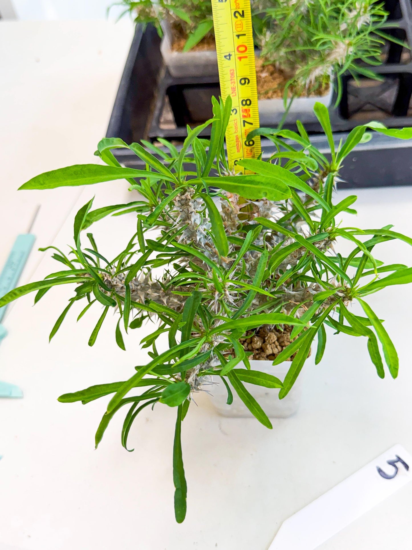 Euphorb Genoudiana (5) | imported Plants
