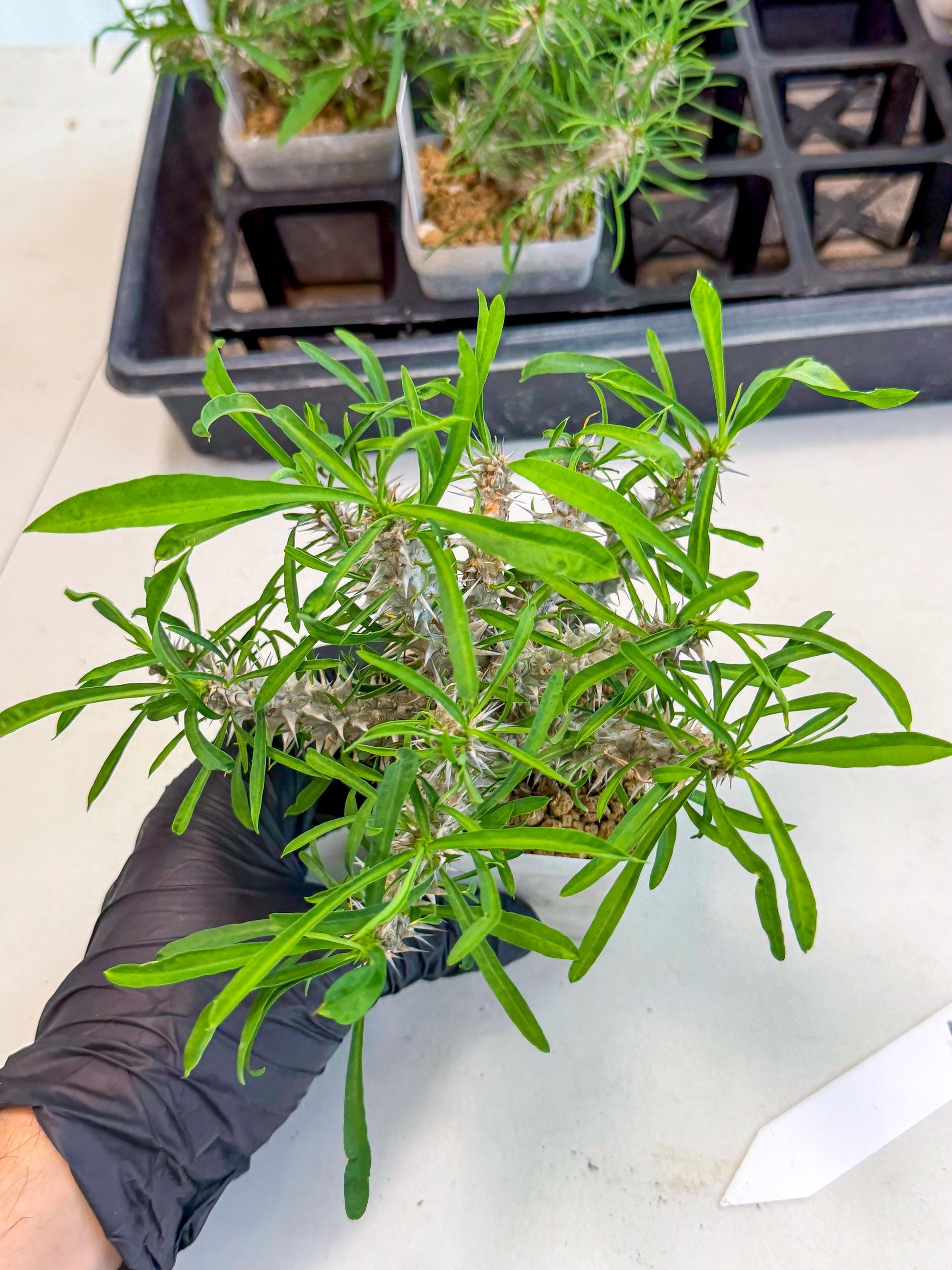 Euphorb Genoudiana (5) | imported Plants