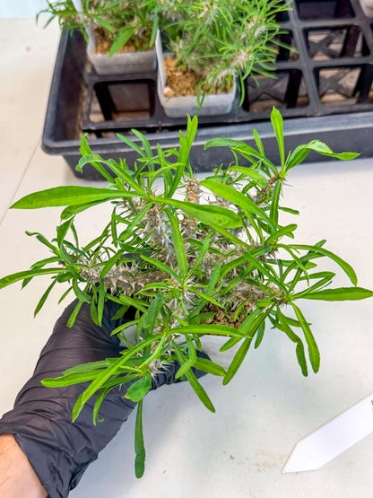 Euphorb Genoudiana (5) | imported Plants