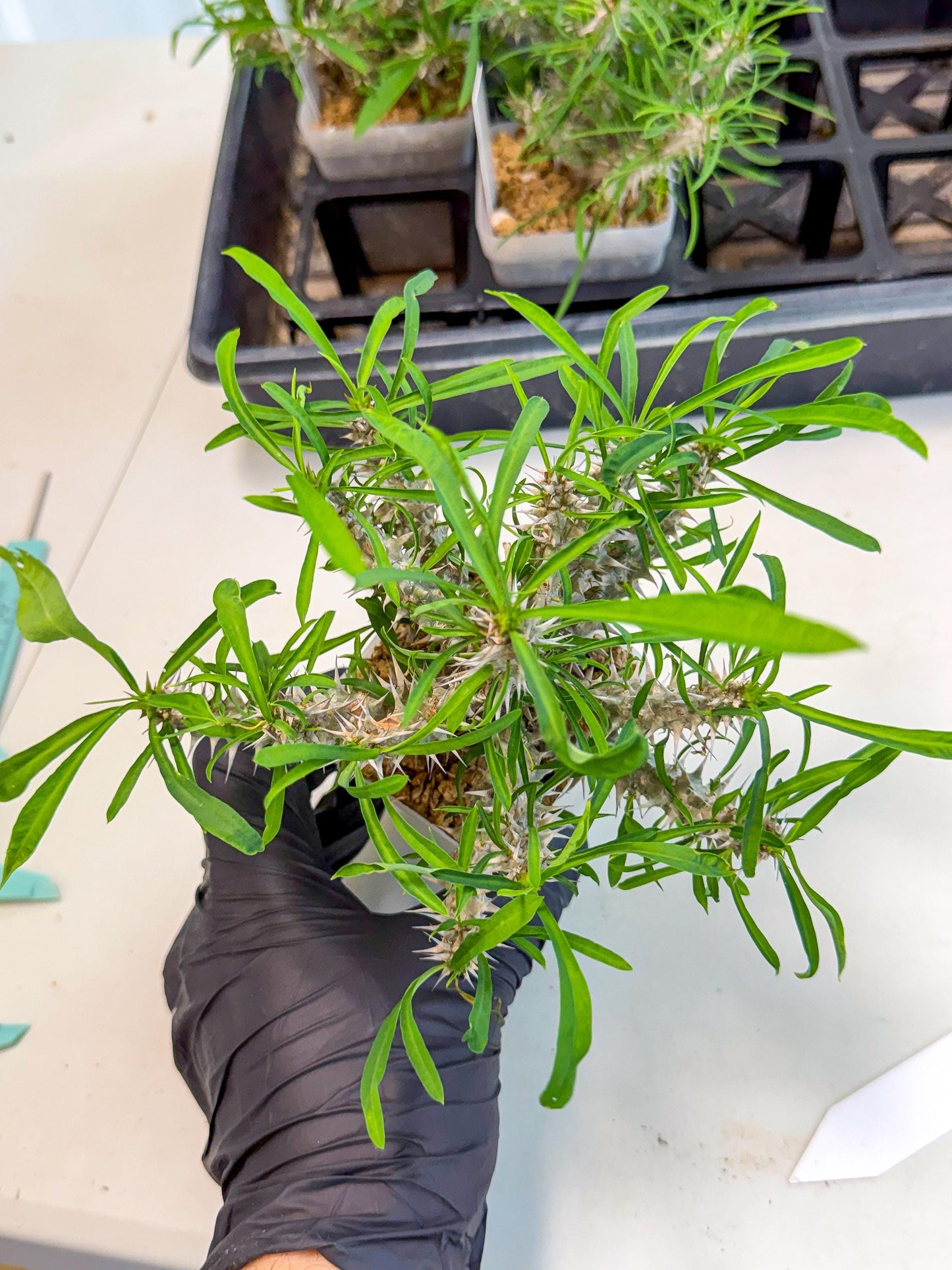 Euphorb Genoudiana (5) | imported Plants