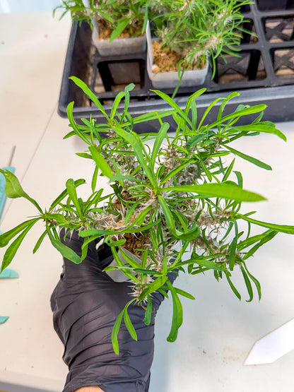 Euphorb Genoudiana (5) | imported Plants