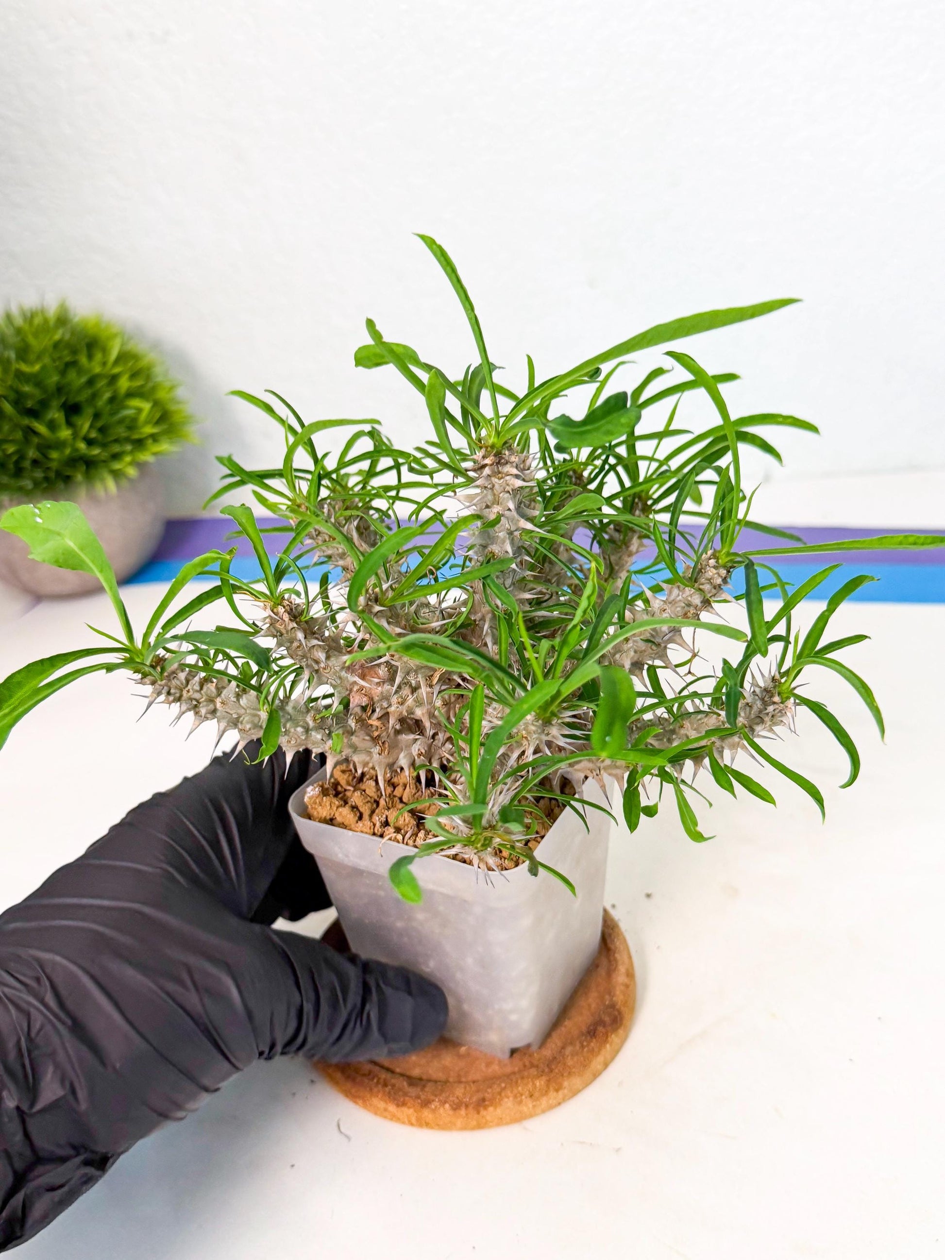 Euphorb Genoudiana (5) | imported Plants