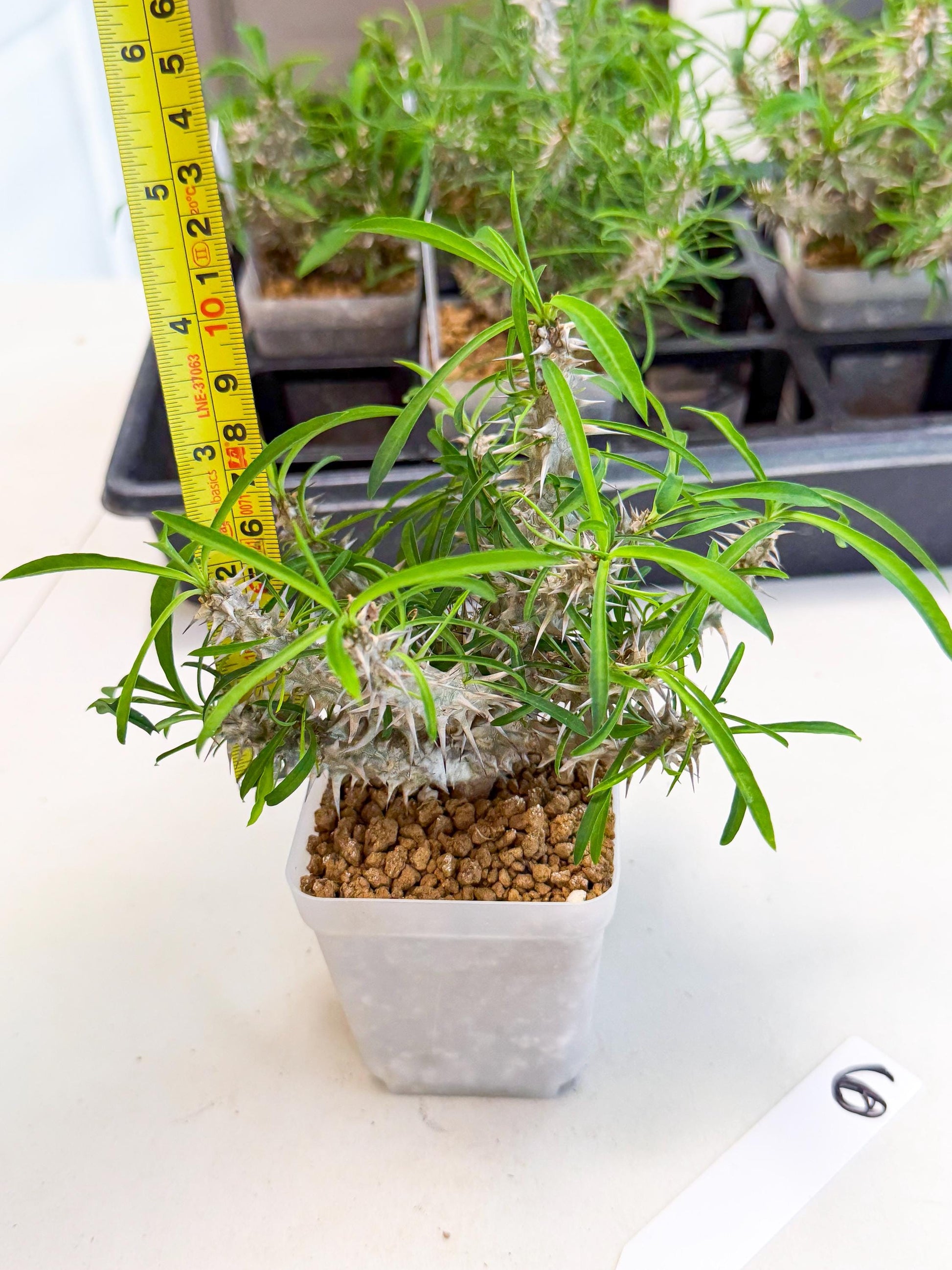 Euphorb Genoudiana (6) | imported Plants