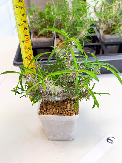 Euphorb Genoudiana (6) | imported Plants