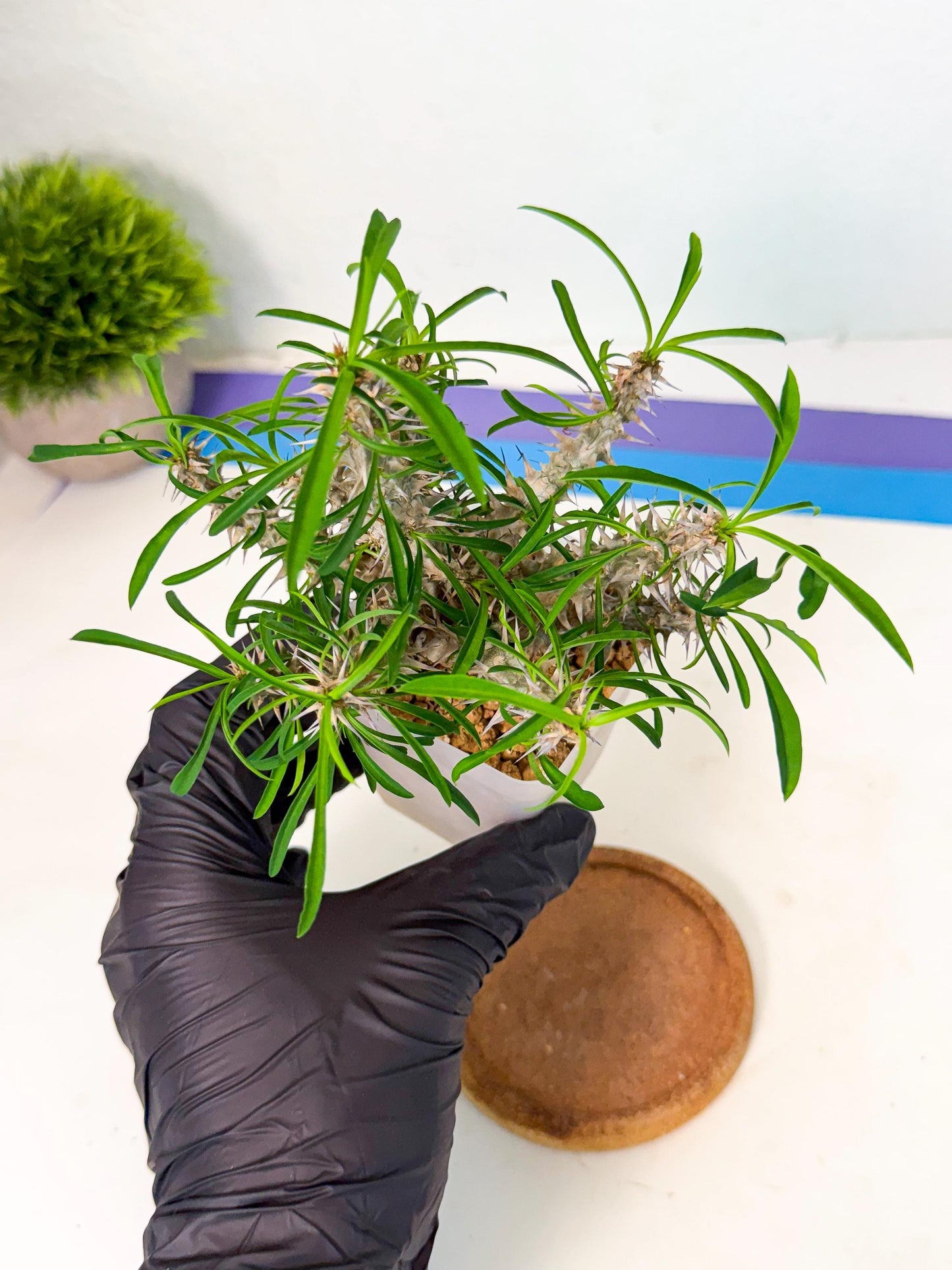 Euphorb Genoudiana (6) | imported Plants