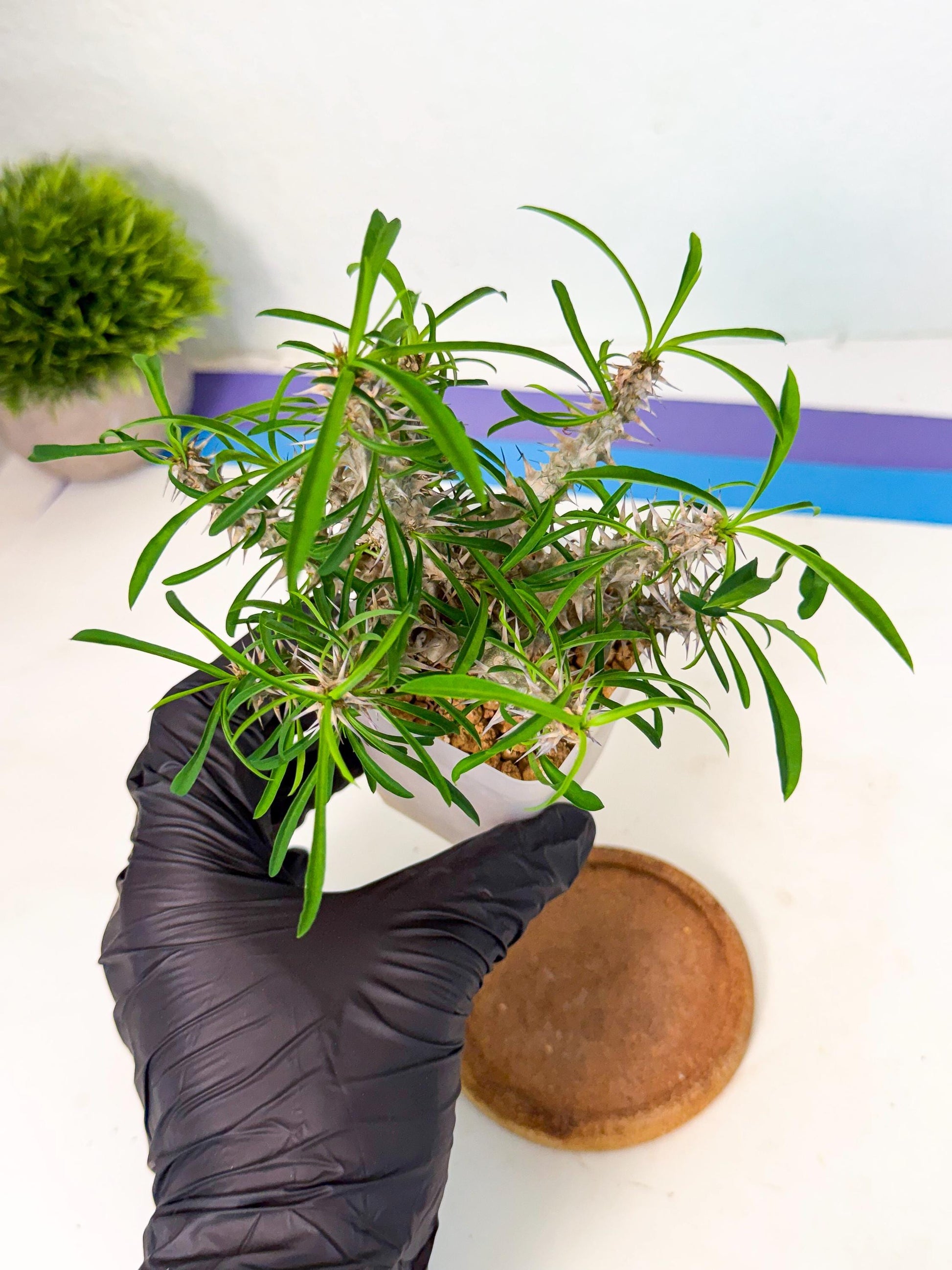 Euphorb Genoudiana (6) | imported Plants