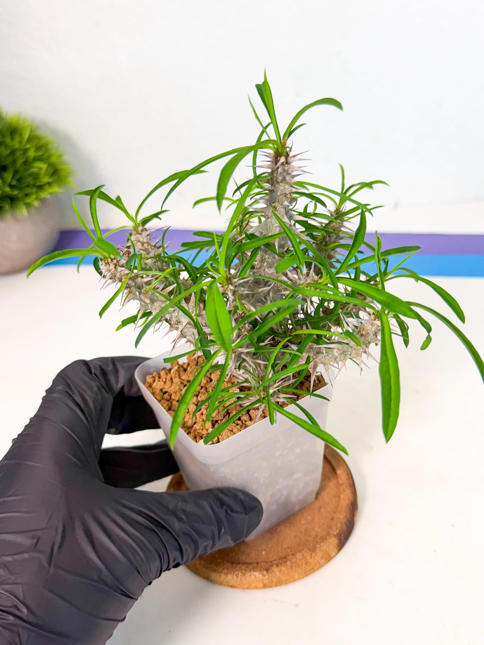 Euphorb Genoudiana (6) | imported Plants