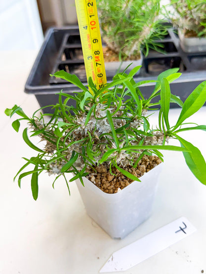 Euphorb Genoudiana (7) | imported Plants