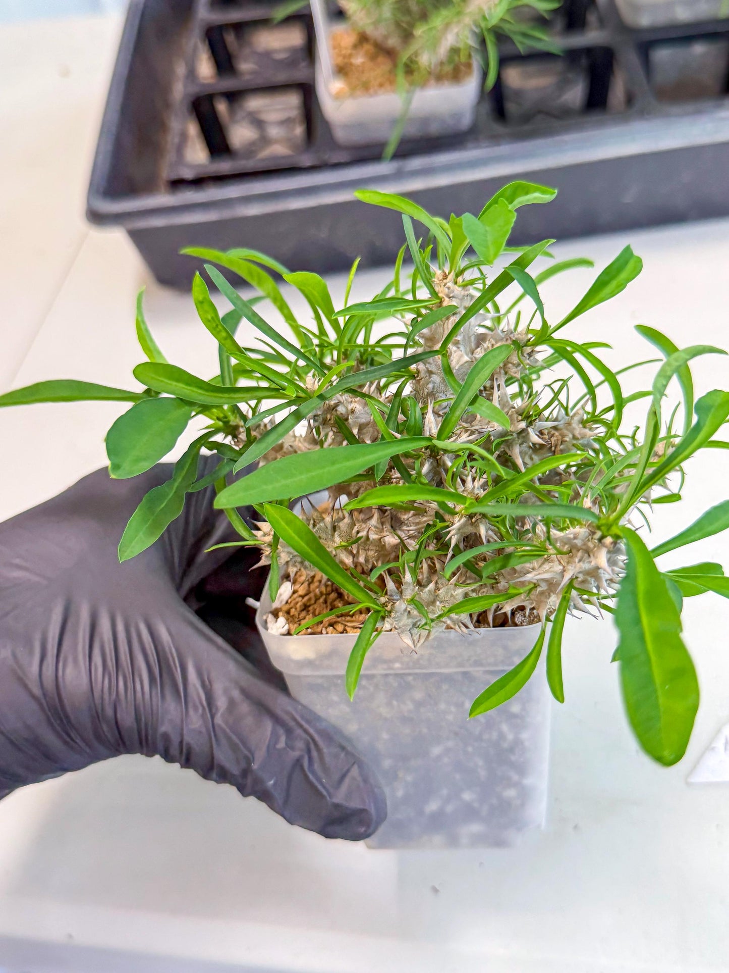 Euphorb Genoudiana (7) | imported Plants